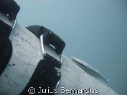 remora on tank by Julius Bernardus 